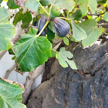 Casa Ico Lanzarote Дом отдыха Тиас