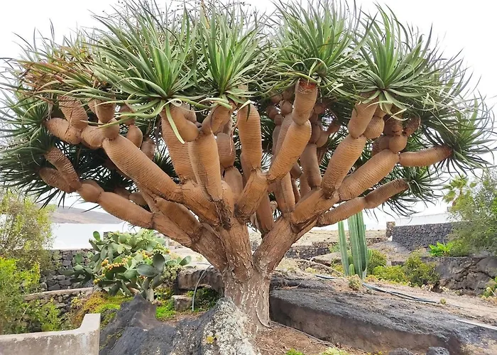 Casa Ico Lanzarote 펜션 티아즈