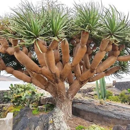 Casa Ico Lanzarote بيت للعطل تياس